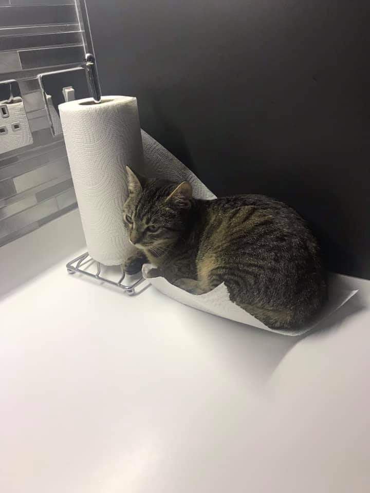 AlanDaffern's tweet photo. #HelpFindNapolyi still #Missing female #TabbyCat ,#Lost Mapperly Hall Drive #Mapperly #Nottingham #NG6. Napolyi missing from her home on 7/3/19. Have you noticed her visiting your garden or perhaps you have been feeding her or even taken her into your home.
07950814859. #scanme https://t.co/rOKMCnWgFm