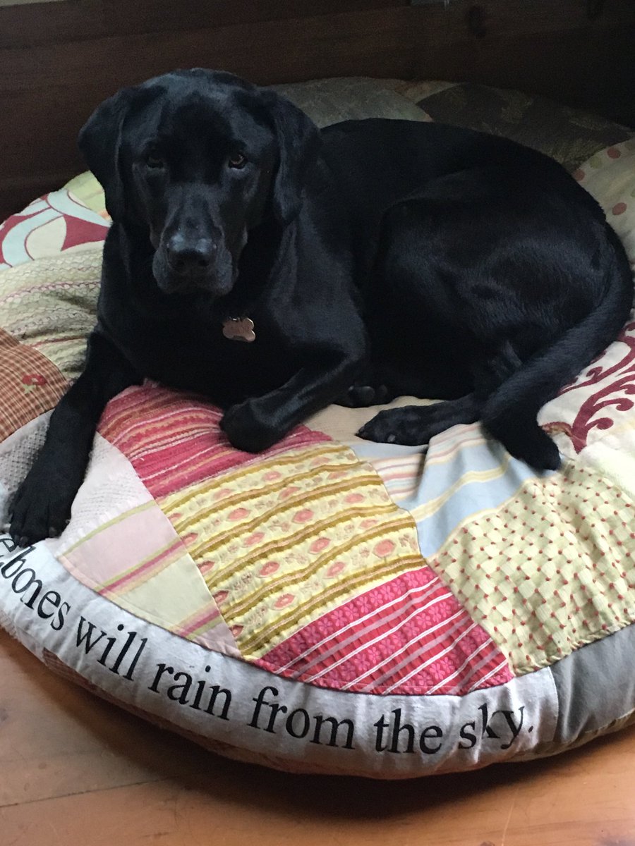 Well I took off today after a jogger and his dog, hung out with them, was brought home,ate a container of pasta, something red outside and a stick. #timeout #lookinginnocent #poormomwhosearchedforme #Thor #weekendantics 🐶😫🤨❤️🇨🇦😇