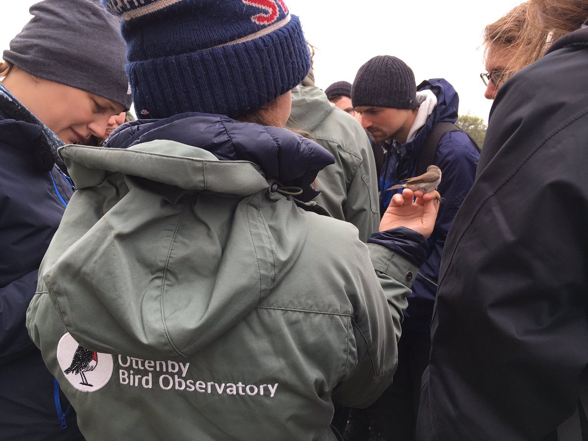 BobMuscarella's tweet photo. #EcologicalMethods field course continues! Great intro to bird ringing @naturumOttenby, malaise trap project @StationLinne, and other thrills! @PlantEcoEvo_UU @uppsalauni @AnimEcol_UU @LimnoUppsala @EvoBioUppsala https://t.co/UCeae5U93Q