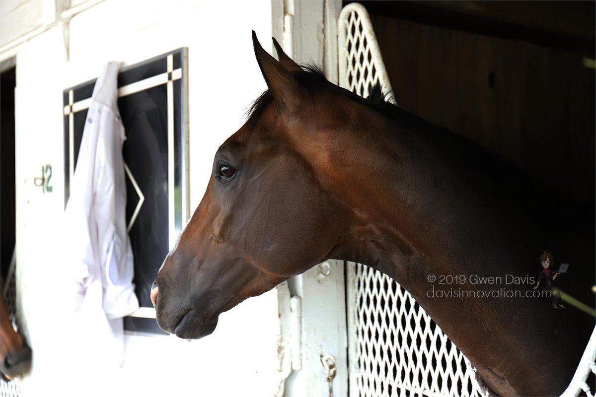 InnovationDavis's tweet photo. Everfast settled in after his long trip home to @ChurchillDowns. #PreaknessStakes #BelmontStakes #Everfast @Romansracing @CalumetFarm https://t.co/vIzaM0MVm9