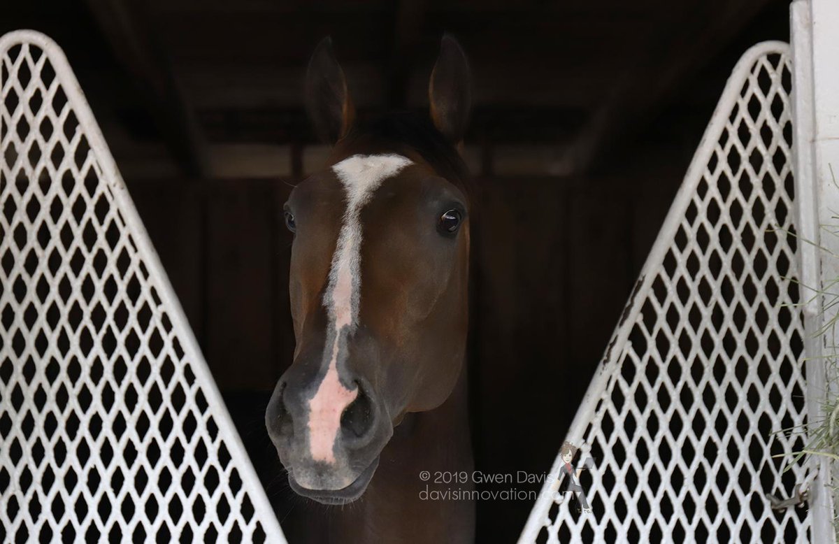 InnovationDavis's tweet photo. Everfast settled in after his long trip home to @ChurchillDowns. #PreaknessStakes #BelmontStakes #Everfast @Romansracing @CalumetFarm https://t.co/vIzaM0MVm9