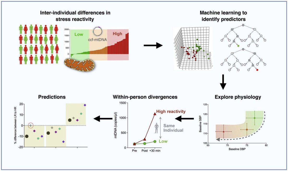 Martin Picard (@mitopsychobio) on Twitter photo Psychological stress increases serum circulating cell-free mitochondrial DNA (ccf-mtDNA), but some people show a massive increase whereas others don't...
Using machine learning to understand predictors of ccf-mtDNA reactivity: authors.elsevier.com/a/1Z4Jf15hUdI~…
<a href="/CarolineTrumpff/">Caroline Trumpff</a> Psychological stress increases serum circulating cell-free mitochondrial DNA (ccf-mtDNA), but some people show a massive increase whereas others don't...
Using machine learning to understand predictors of ccf-mtDNA reactivity: authors.elsevier.com/a/1Z4Jf15hUdI~…
<a href="/CarolineTrumpff/">Caroline Trumpff</a>