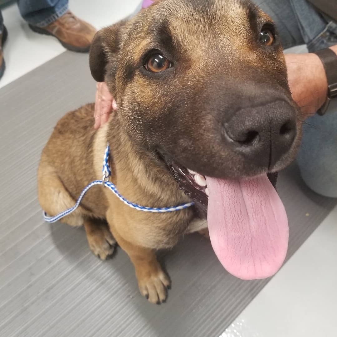 PitDetroit's tweet image. Fresh off the streets of Detroit. #hedidntwanttobeastray #detroitpitcrewdogrescue #detroitstraydogepidemic #itneverends