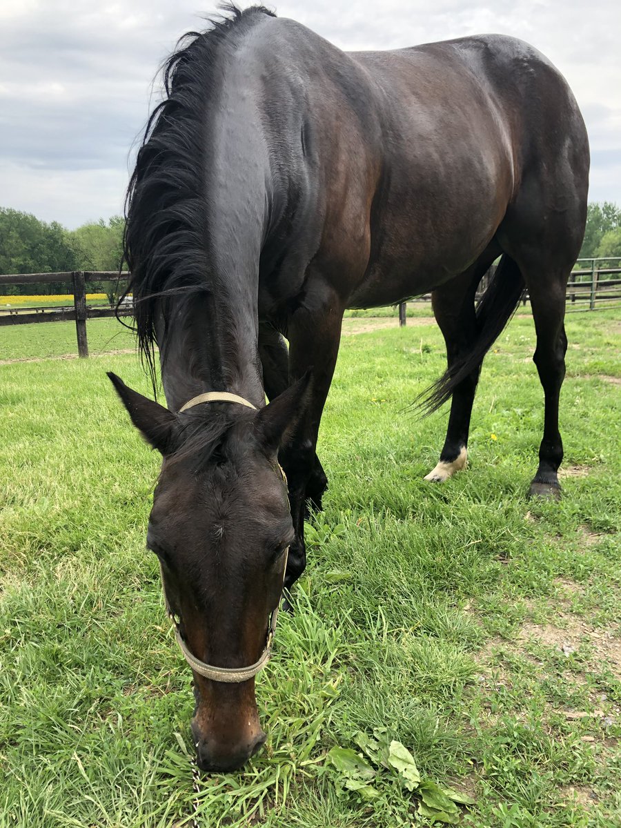 ACConte917's tweet photo. I got to kidnap #FoiledAgainForever this weekend and it was the best 💛 Thanks @RonBurkeRacing, I promise to return him any time you let me borrow him 🤣 https://t.co/QrEa4HaiR4
