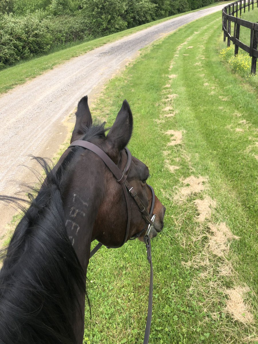 ACConte917's tweet photo. I got to kidnap #FoiledAgainForever this weekend and it was the best 💛 Thanks @RonBurkeRacing, I promise to return him any time you let me borrow him 🤣 https://t.co/QrEa4HaiR4