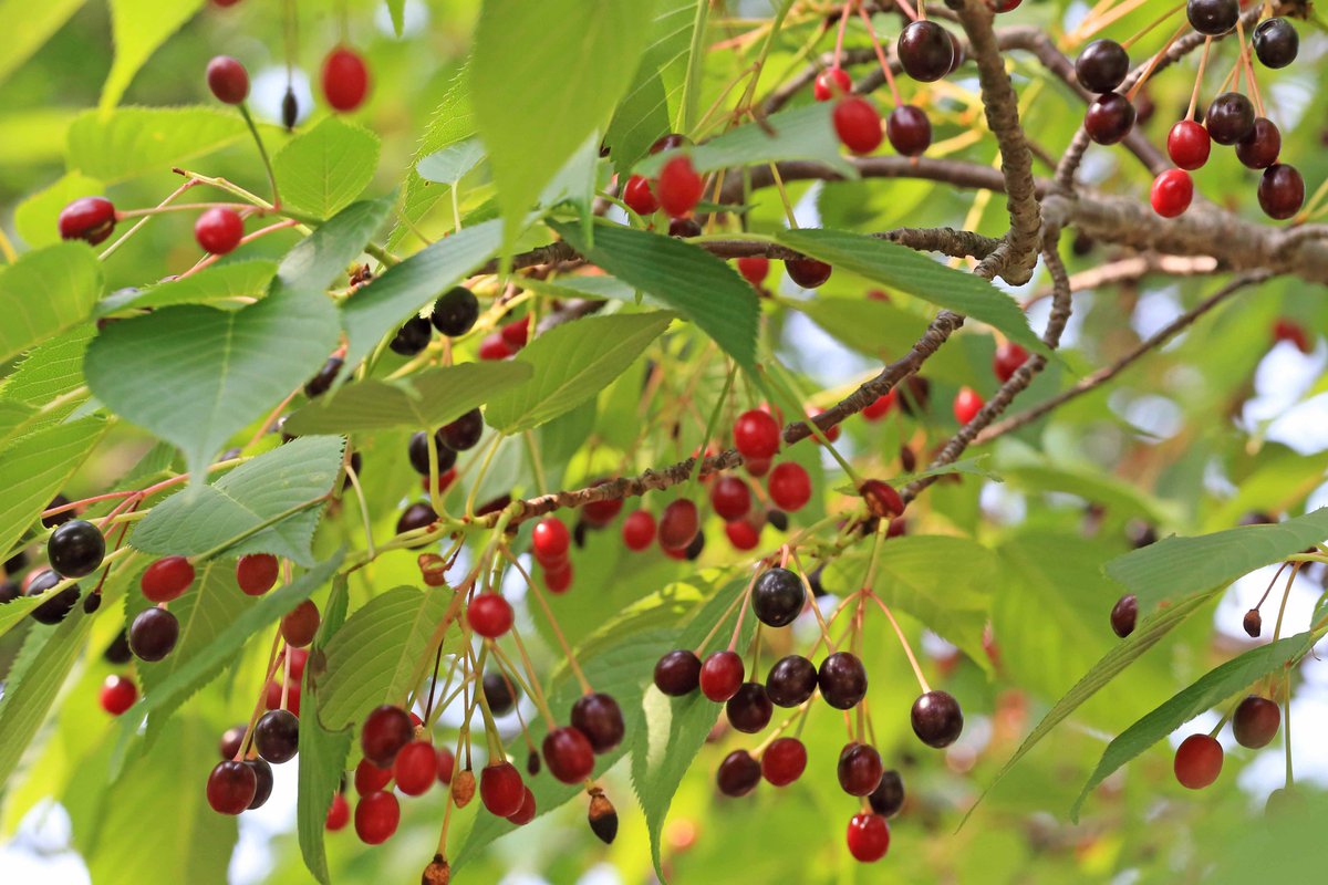 片柳弘史 桜の木に 可愛らしい実がなっていました この種類の桜の実は食用には向かないとのこと でも 鑑賞するにはいいですね O T Co 7mtsvsljxd Twitter