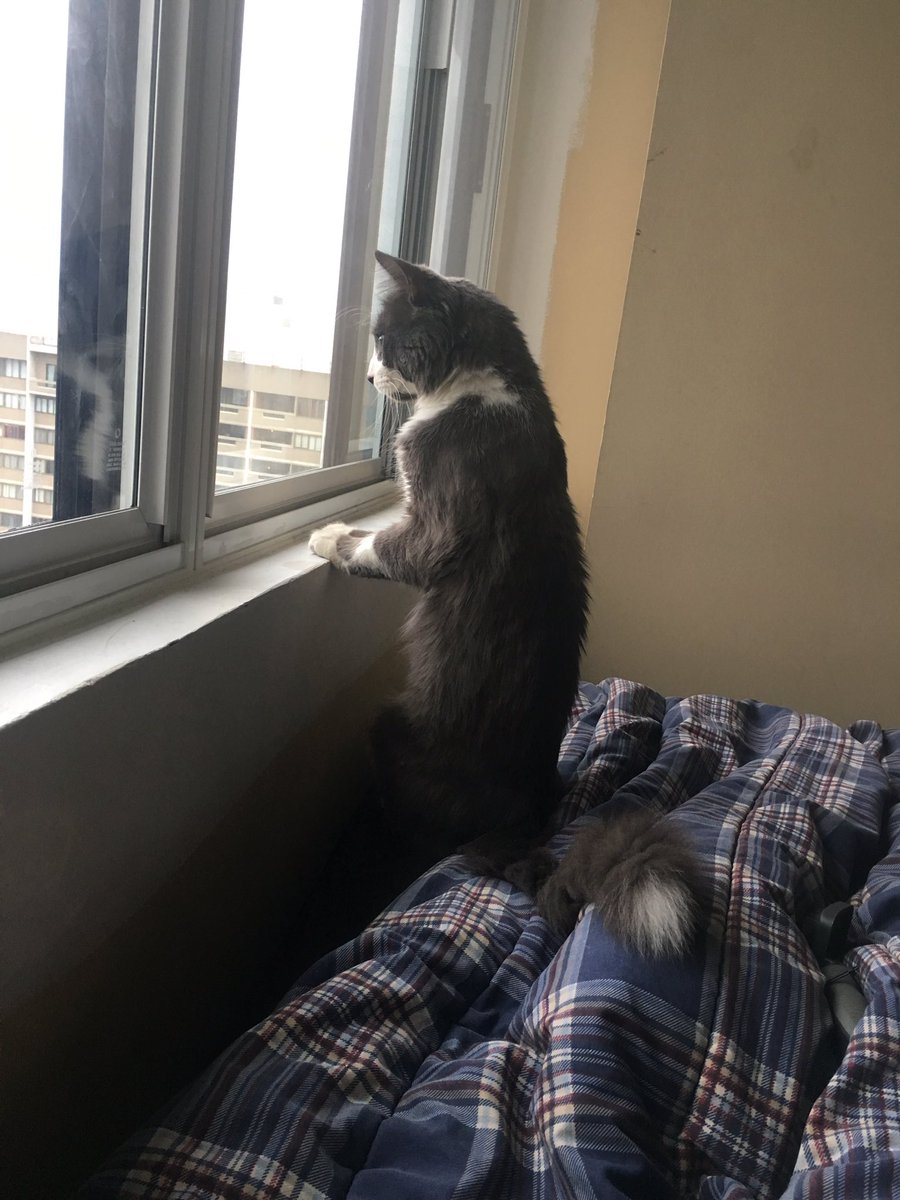 karlangelaa's tweet photo. Me and Justin just adopted this cutie and I love him so much 😭🥰💕🐈 https://t.co/UyL4jVfJnH