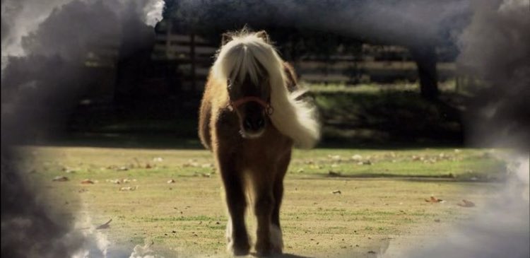 nocontextpawnee's tweet image. 8 years ago today we lost our horsiest friend. Love &amp;amp; miss you, Li’l Sebastian 😔❤️🐴