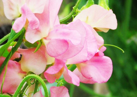 تويتر 暦生活 こよみせいかつ على تويتر 旬の花 スイートピー スイートピー Sweet Pea とは 香りのよいエンドウマメ という意味 エンドウの花に似ていることから 名付けられました エンドウも 今が旬の食材です 暦生活 T Co Orp7utgxdv