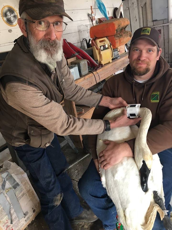 MyODFW's tweet image. Great #MigrationWeek story about one Trumpeter swan’s migration from Summer Lake, Oregon to Northern British Columbia. - instagram.com/p/BxL3-NqglKb/…