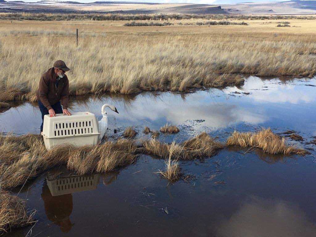 MyODFW's tweet image. Great #MigrationWeek story about one Trumpeter swan’s migration from Summer Lake, Oregon to Northern British Columbia. - instagram.com/p/BxL3-NqglKb/…