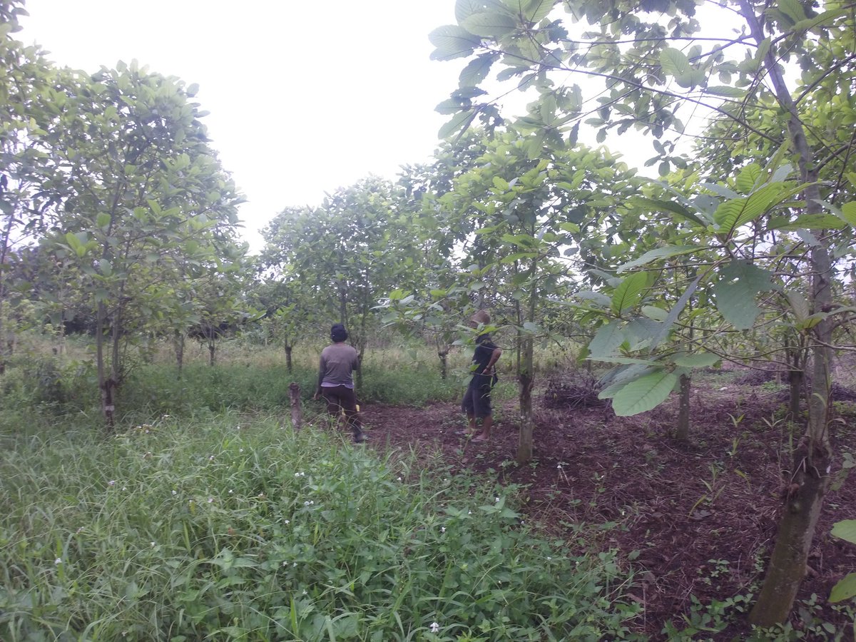 InlanderB's tweet image. "work in God's field"
Kratom farming by people in rural areas 
#kratom #kapuashulu #westborn #KeepKratomLegal #iamkratom
