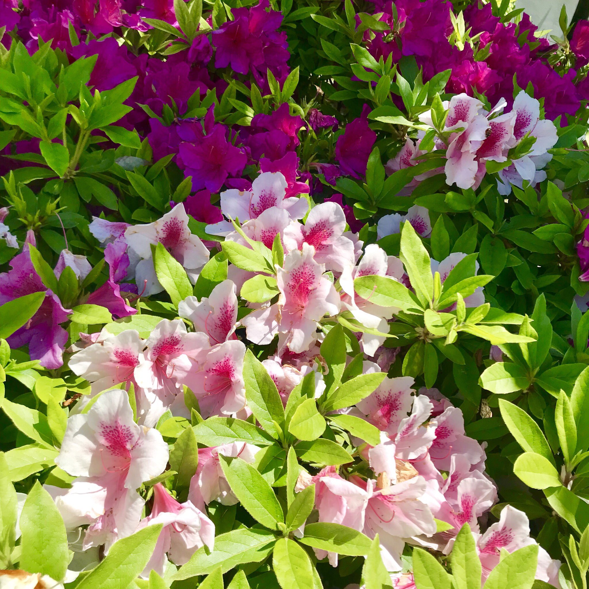 ツツジの花の蜜 Twitter Search Twitter