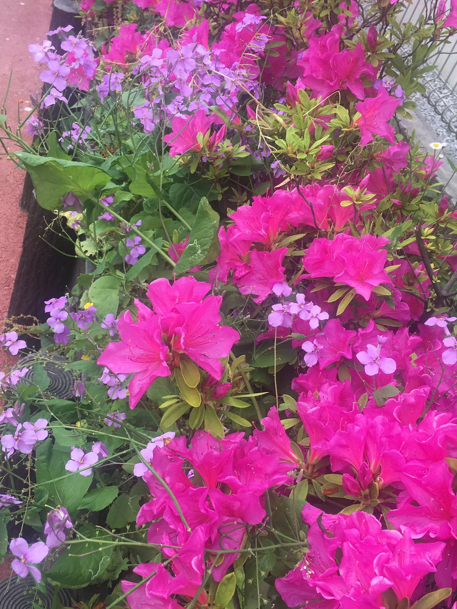 ZPabq's tweet photo. 晴れ渡る空〜の水曜 おはようです☀️
#SMAPVest 聴き歌いながらのお花ツイ🌼
今日は #編集長稲垣吾郎
梅雨前のこの季節好き💕
NOSMAP NOLIFEで良き日に⭐️
#私の_世界に一つだけの花
#SMAP #新しい地図 #SHIGING #boum3 #クリムト展 #家族のはなしPART1 #つとぷ合流待ち https://t.co/DUQRyR40F0