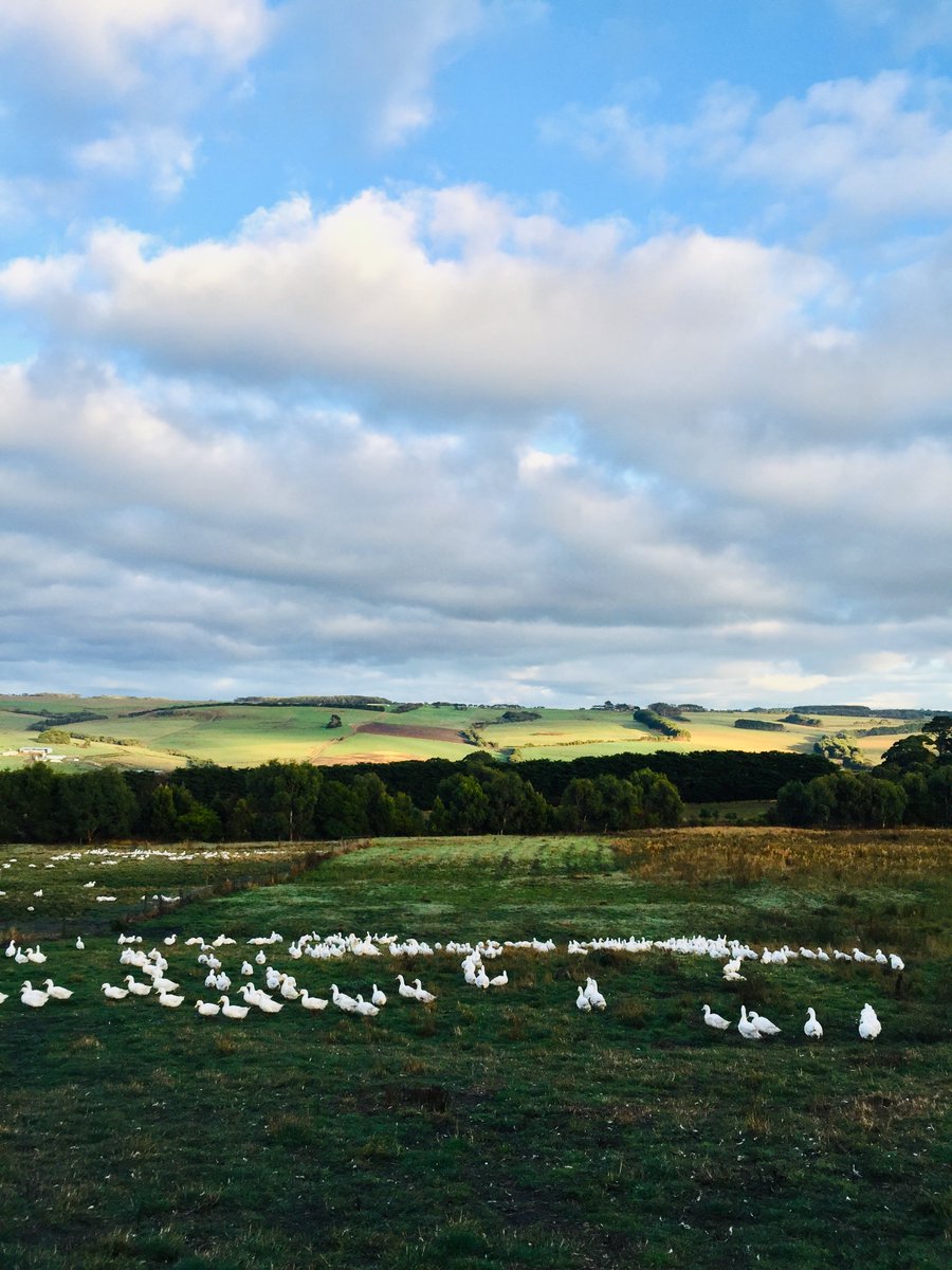 Free to Range - we think adding that small word can make a big difference