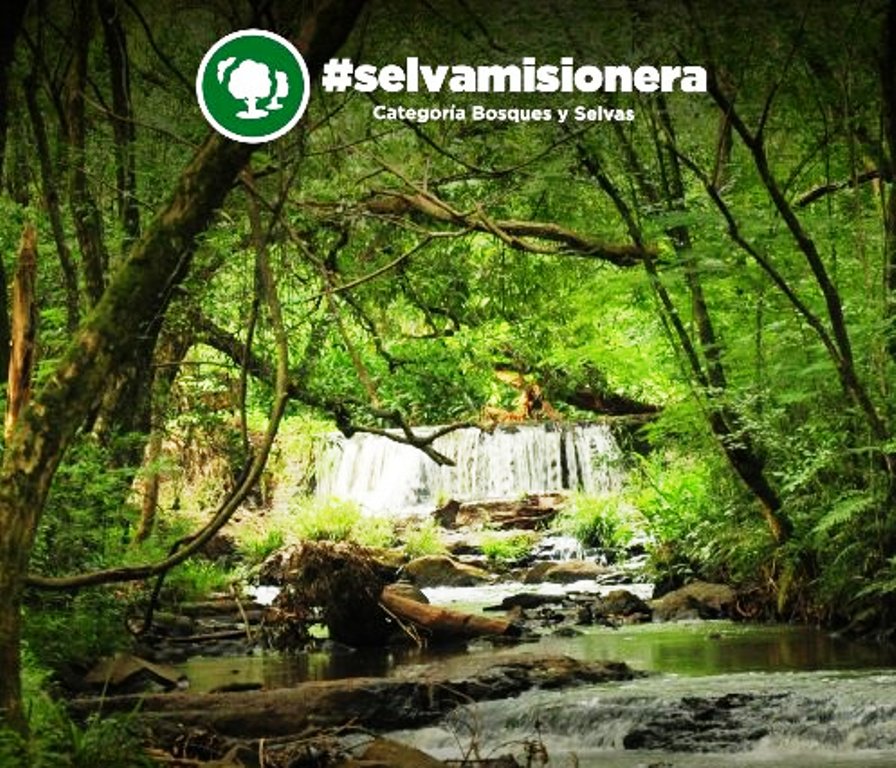 La #SelvaMisionera fue elegida como una de las 7 Maravillas Naturales de la Argentina
misionesonline.net/2019/05/07/la-…