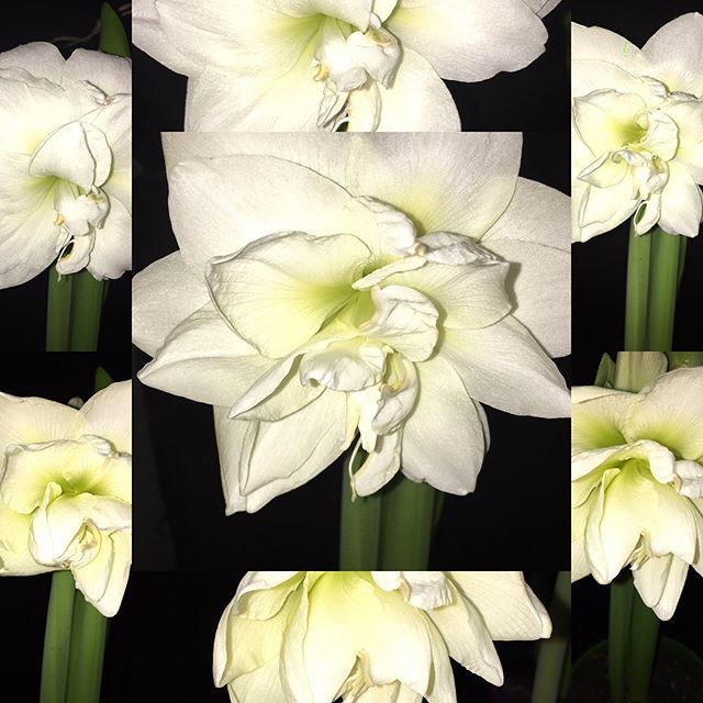 branbrew's tweet photo. Another Amaryllis in bloom! #multiplepics #amaryllis #inspiration #myfavorite #beautyinflowers https://t.co/rX93p3UZDa https://t.co/DCpguQU5ry