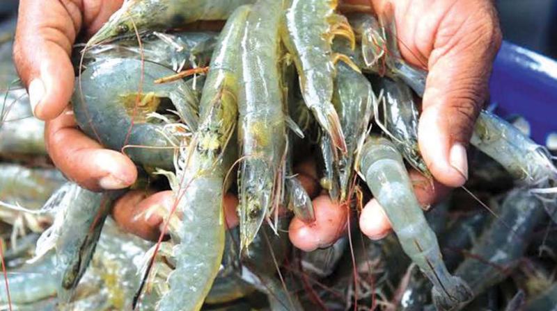 Q8shrimpCom's tweet photo. #Shrimp #Farming should avoid antibiotics, says expert

Kochi: The aquaculture-based #Shrimp #Farming, the mainstay of the $ 7-billion marine products export from the country,  ... https://t.co/vj3HhBPmxA