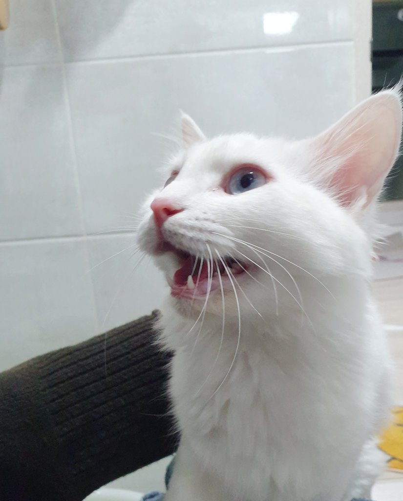 온니 왜 거기 앉아있어? 빨리 나 만져조