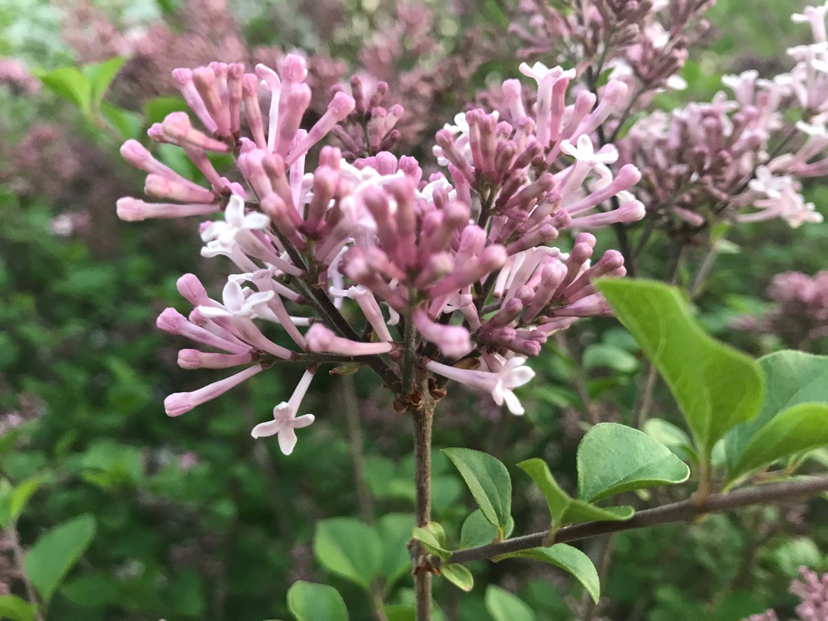 JaneJ1234's tweet photo. Honeysuckle (complete w a bumblebee), lilacs and a little purple allium. Starting to smell like springtime in the yard. https://t.co/d33waKthCw