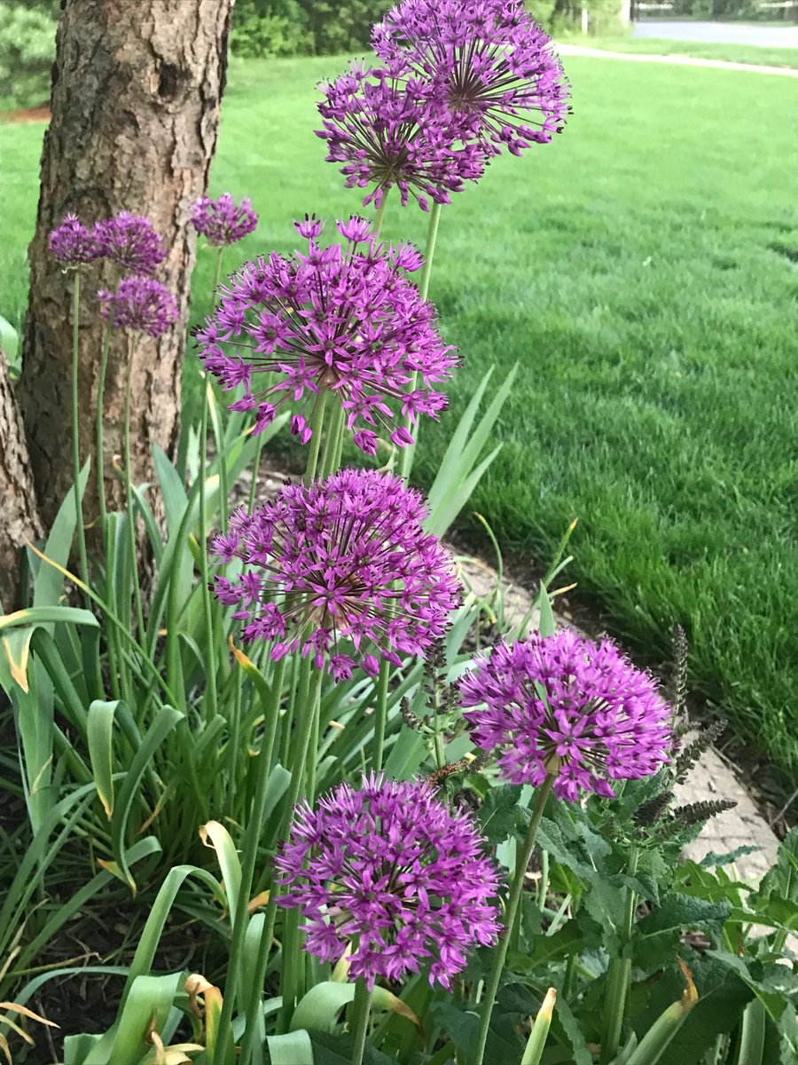 JaneJ1234's tweet photo. Honeysuckle (complete w a bumblebee), lilacs and a little purple allium. Starting to smell like springtime in the yard. https://t.co/d33waKthCw