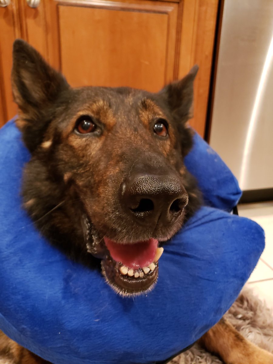 K9Viking1's tweet photo. Unfortunately years of being a patrol dog has taken a toll on some of Vikings teeth. He had one of his lower canines extracted but it hasn't affected his wonderful smile. #Smile #losetooth #stillsmiling @warwickripd @OfficialLivePD #LivePDNation #K9 https://t.co/5w8t893NJp