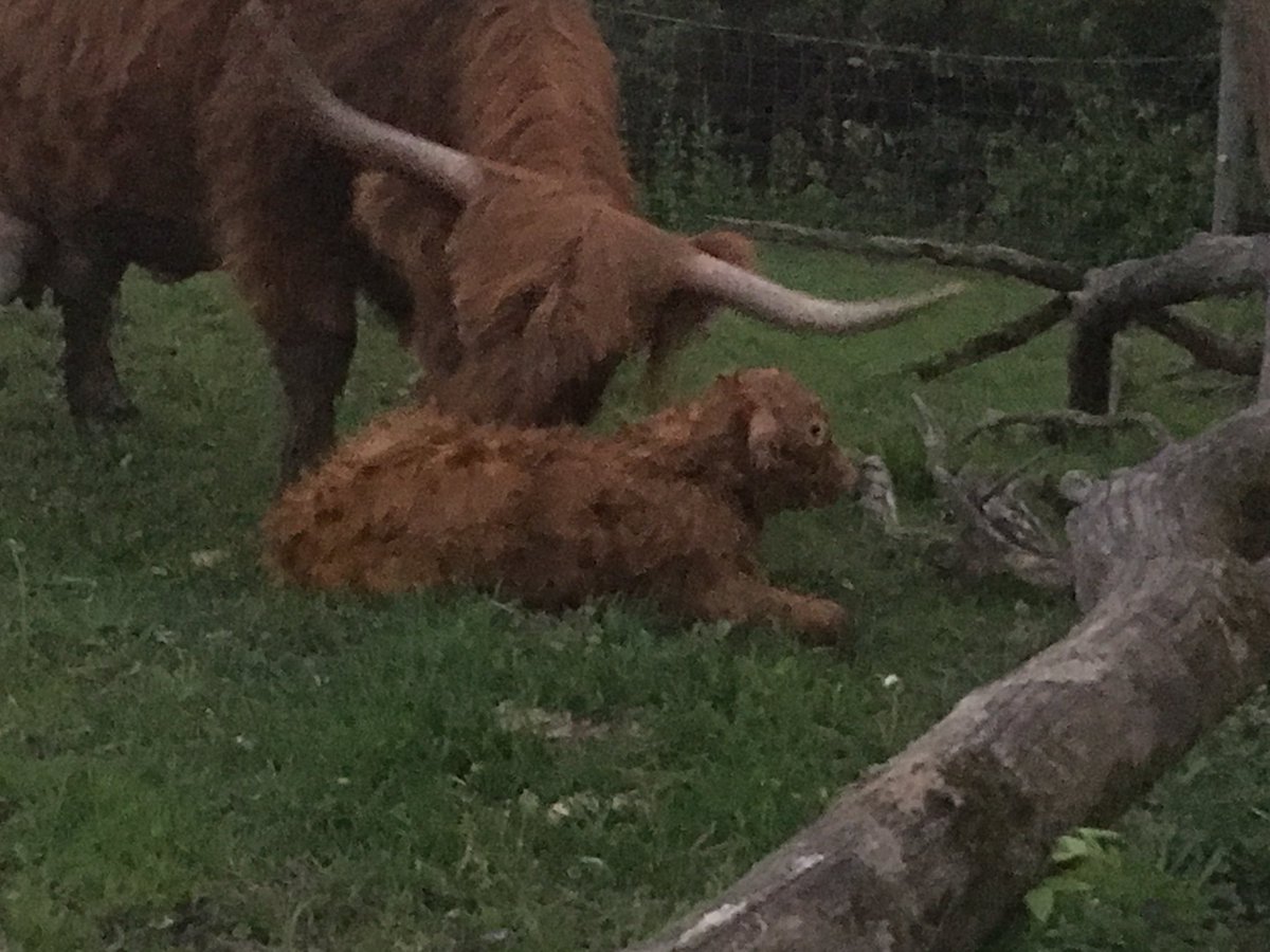 Forgotten_Creek's tweet photo. Just when you think your cows are all on the same calving schedule, surprise!! https://t.co/rYoFQz55bW