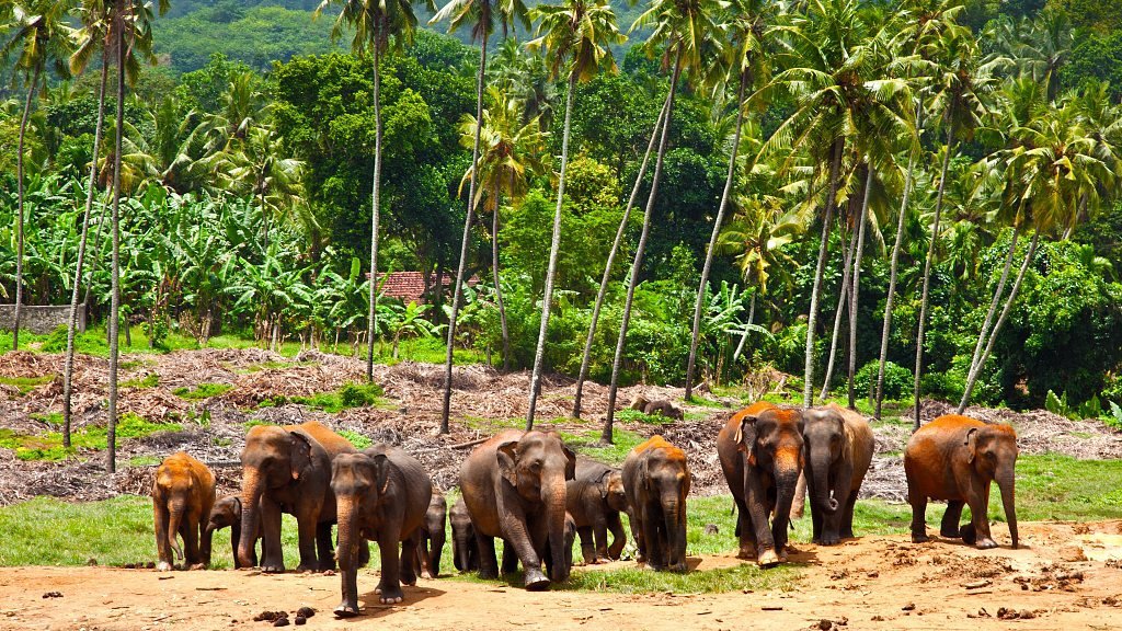 CGTNOfficial's tweet photo. #KnowAsiaBetter Sri Lanka: The pearl of the Indian Ocean #Asiacivilizations https://t.co/mBByoXIA1V https://t.co/RPdtNQRVmj