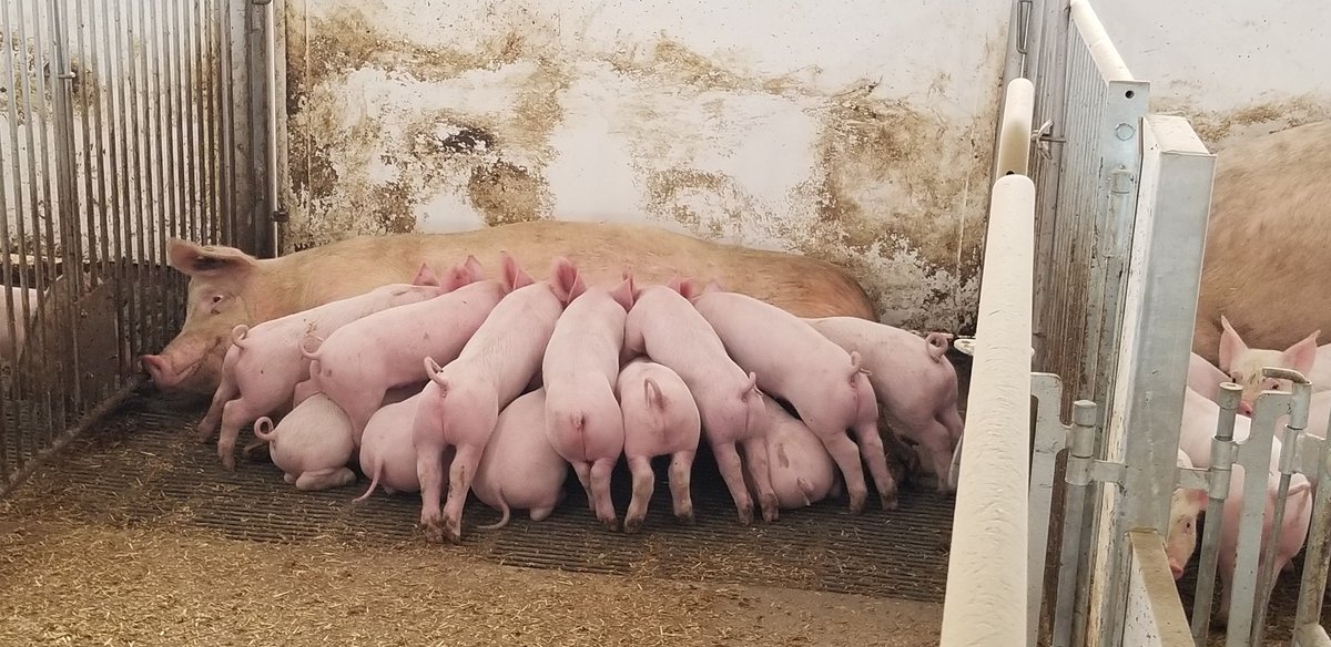 JimLou001's tweet photo. 1st weanings at brand new 200 sow #organic unit - congrats to a progressive young couple hats off to the Webers #Topigs genetics #Masterfeeds https://t.co/wVv1XOWrUL