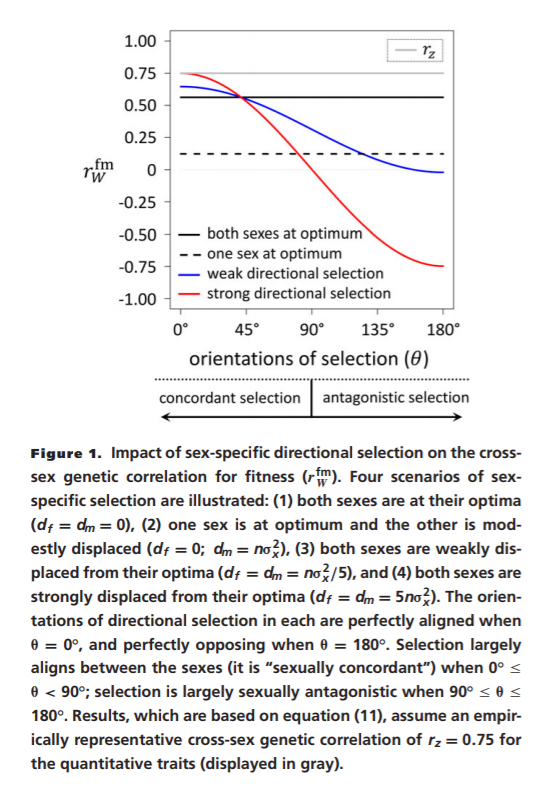 GeometricBiol's tweet photo. How common is sexually antagonistic selection and how can we empirically test for it? Models developed by Tim Connallon and @Genevieve_DM suggest that the cross-sex gentic correlation for fitness is a poor proxy for sexual antagonism. https://t.co/4gBqTxoRP3 @MonashBiol https://t.co/Y8C1wFz8Vz