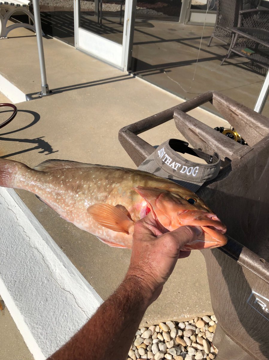 tsrt10's tweet image. Little pre-fish for red snapper today RTD!!! #FISHSMARTER