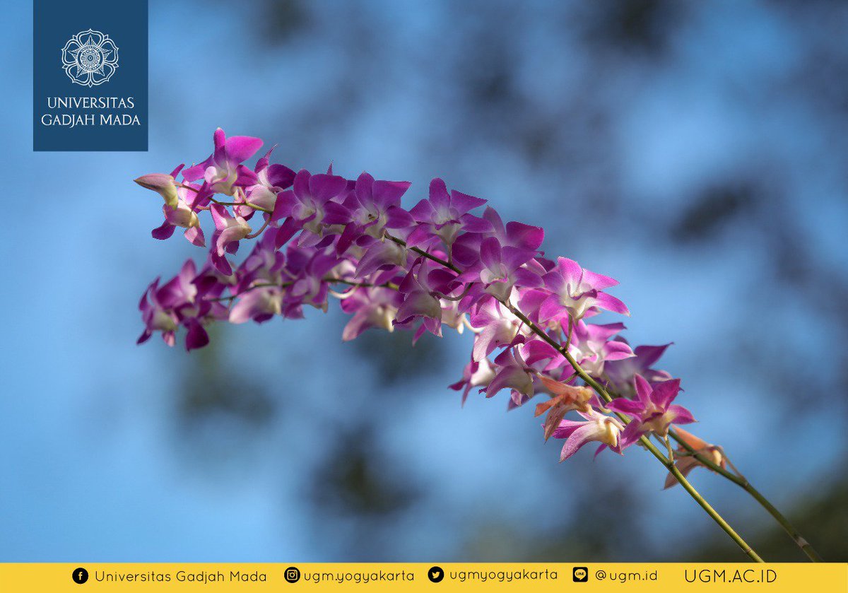 UGMYogyakarta's tweet photo. Ada yang tau ini jenis anggrek apa?
Semangat pagi! Selamat beraktivitas😃
#sudutugm #exploreugm #ugmyogyakarta #ugm #kawanugm https://t.co/1Ge1EIA8Aq