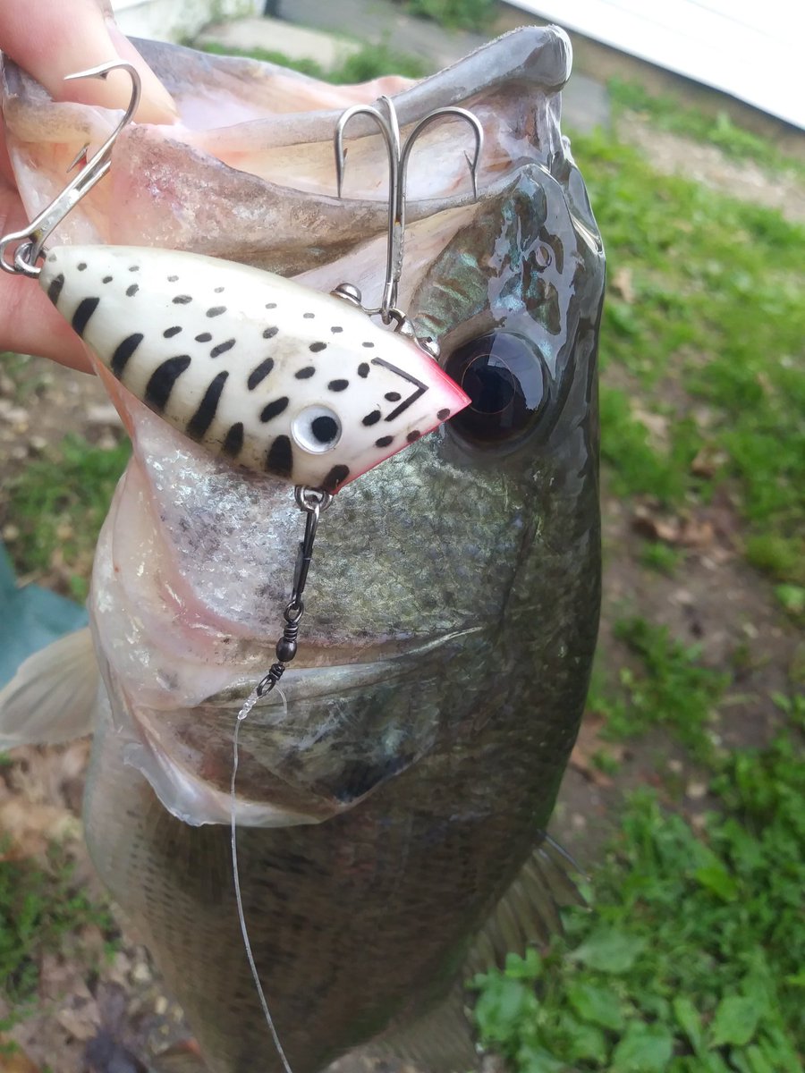 Toa105976452's tweet photo. I caught a bass at lake park! 
令和一発目いいかんじ～w https://t.co/QJEadeIJbC