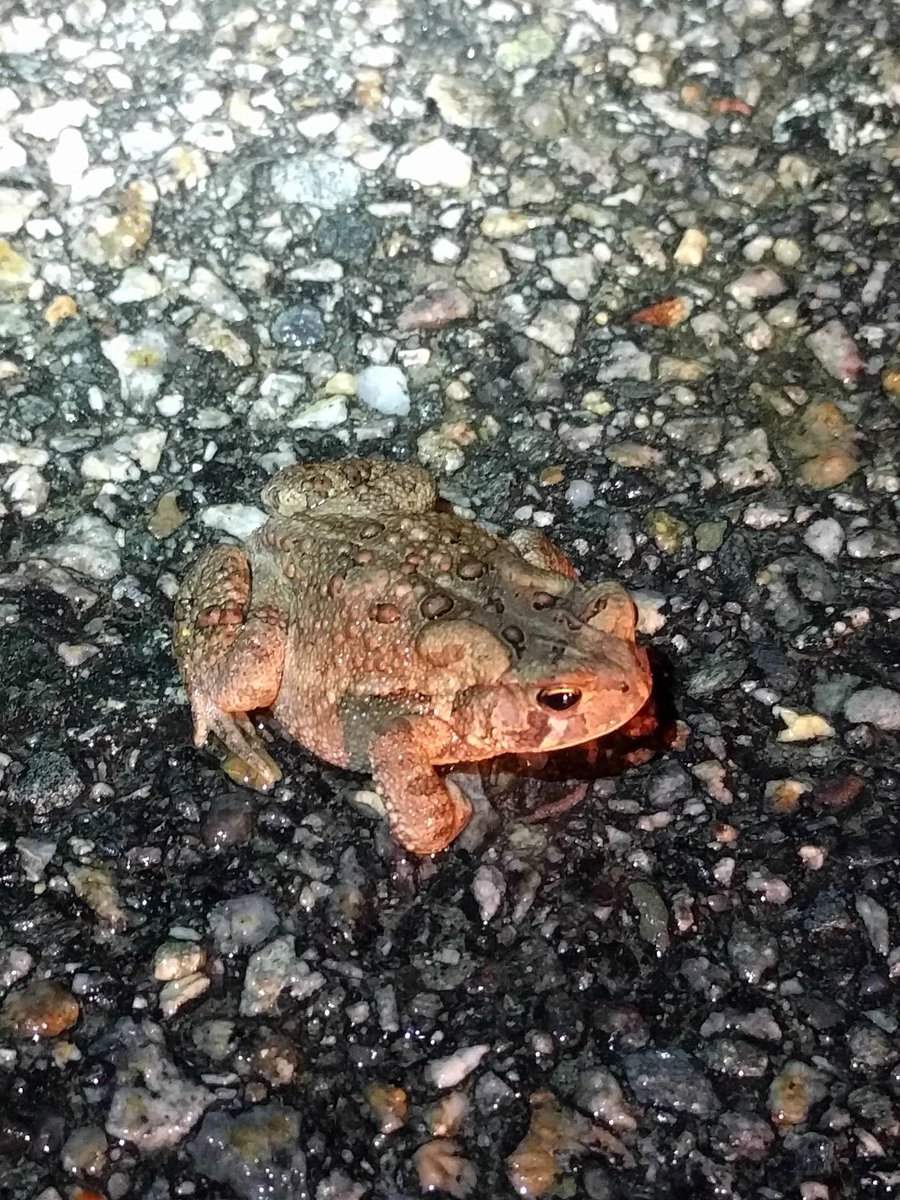 NBRiverkeeper's tweet image. Warm spring rain means the amphibians are out crossing roads! I saw 6 species out tonight. If you must drive, go slowly and be prepared to stop or avoid anything that looks like a stone. #woodfrog #graytreefrog #springpeeper #americantoad #greenfrog #pickerelfrog @SaveTheBayRI