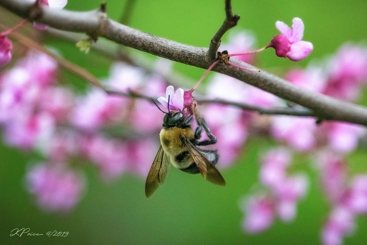 kpcaptures_pics's tweet photo. #Bumblebee's love spring #redbud! (Taken under the redbud trees in my backyard)

#redbudblossoms #spring #bees #floweringtrees #insects #pollinators #500pxrtg #500px #500pxgallery #photography #canonphotography #thePhotoHour #savethebees #inmyyard #inmybackyard https://t.co/4W7jKDFJrN