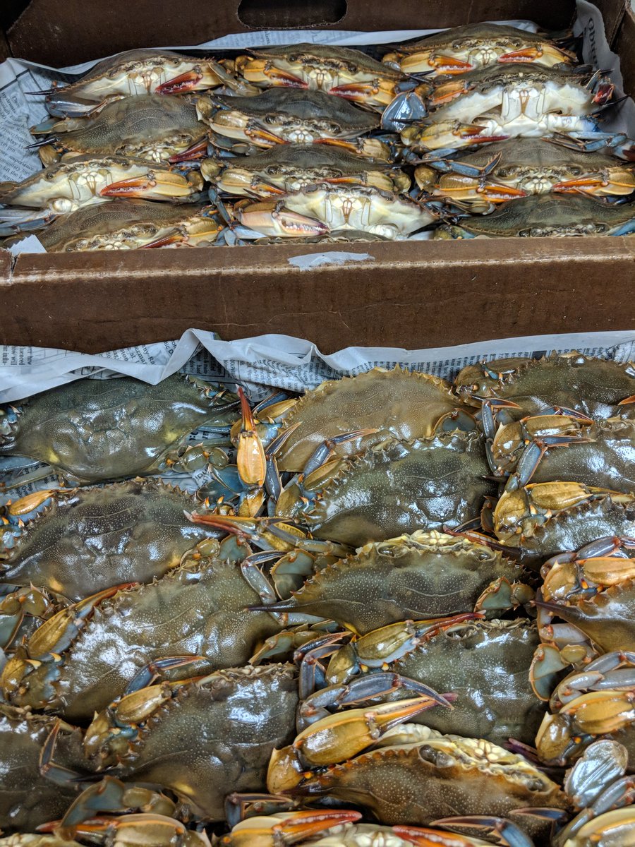 Soft Shells tomorrow at Kitchen
Pan Fried and delicious.