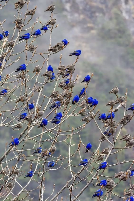 Wow these bluebirds are pretty 😍