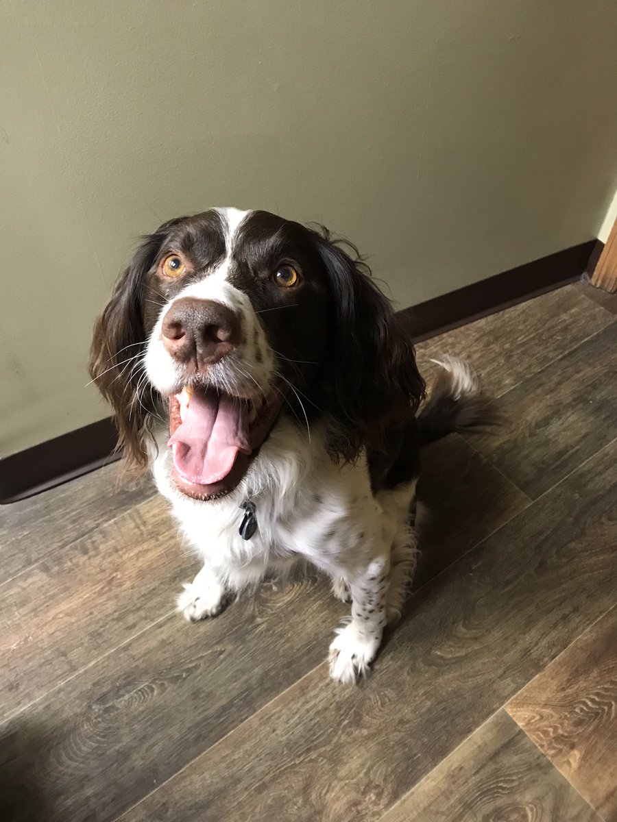 AkselRhodes's tweet photo. I funny! #ess #englishspringer https://t.co/P9v8eJqkZg