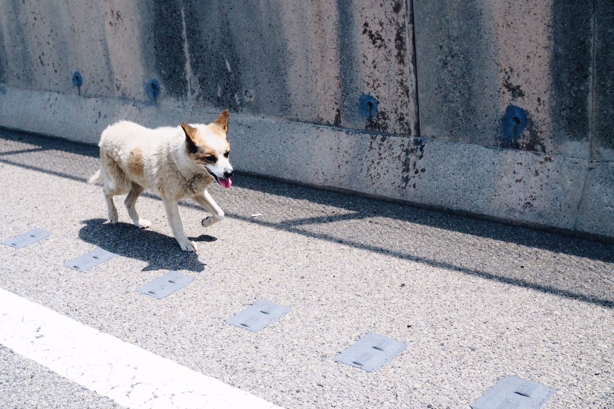 ___qoonana's tweet photo. そういえばしまなみ海道をワンコがシュタシュタ歩いて大渋滞を巻き起こしていた。犬渋滞😂
野良ちゃんぽいけど
広島から来たのかな、無事四国に着いてたらいいけど…。 https://t.co/4OcyOi4w0R