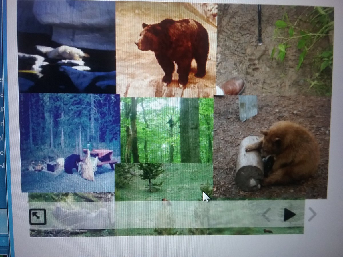 melrules61's tweet image. My student narrating his bear video in Spanish on WIXIE. He was imitating a Happy Learning Video! sb.wixie.com/s21759740 #wixie, #tech4learning