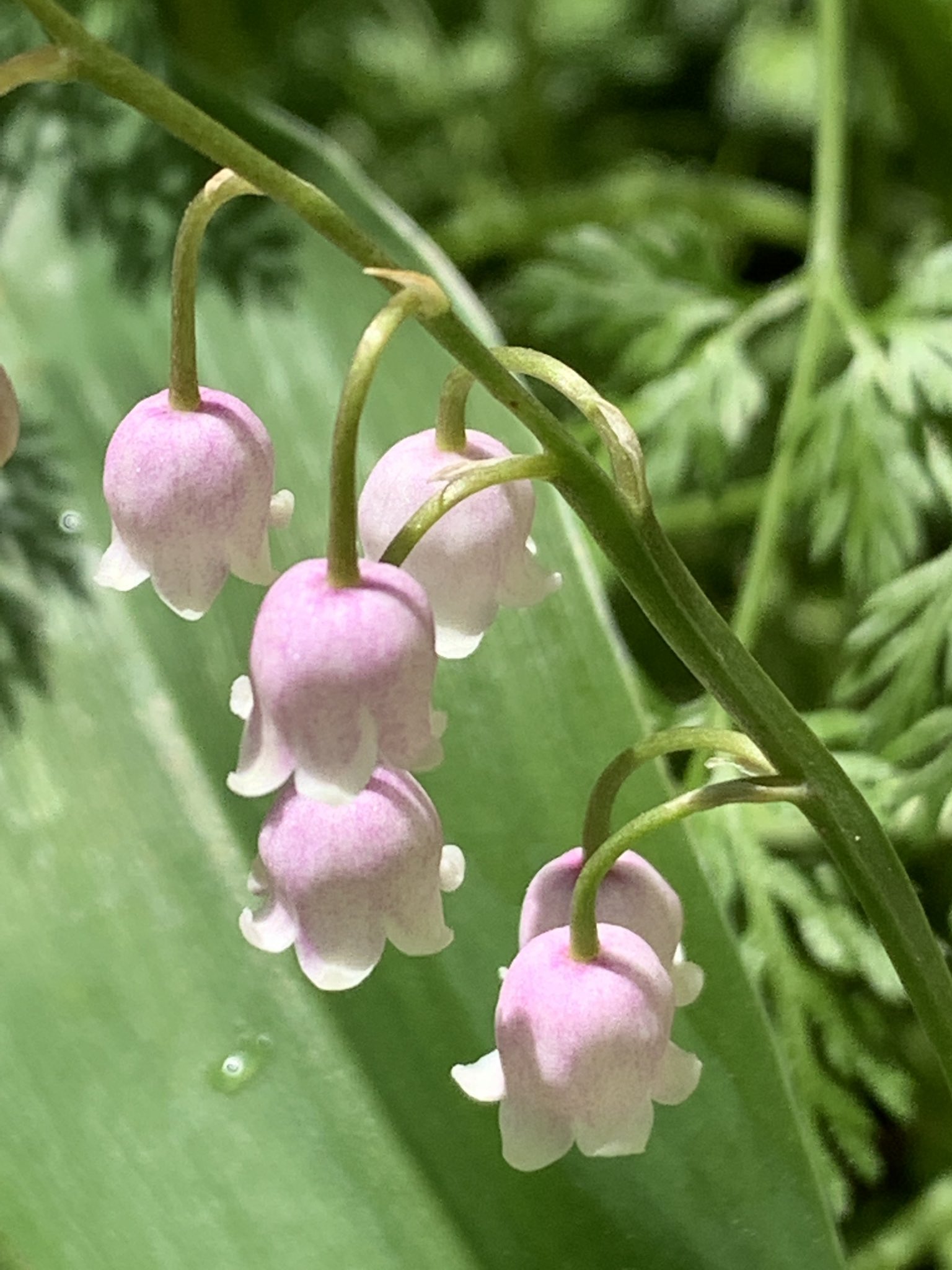 ブリティッシュ マーケット ピンクすずらんが今年も綺麗な姿を見せてくれました ドイツすずらんの開花も楽しみです 皆様 今日も良い一日を すずらん ピンクすずらん ガーデン 庭 花 茨城県 日立市 雑貨屋 ブリティッシュマーケット