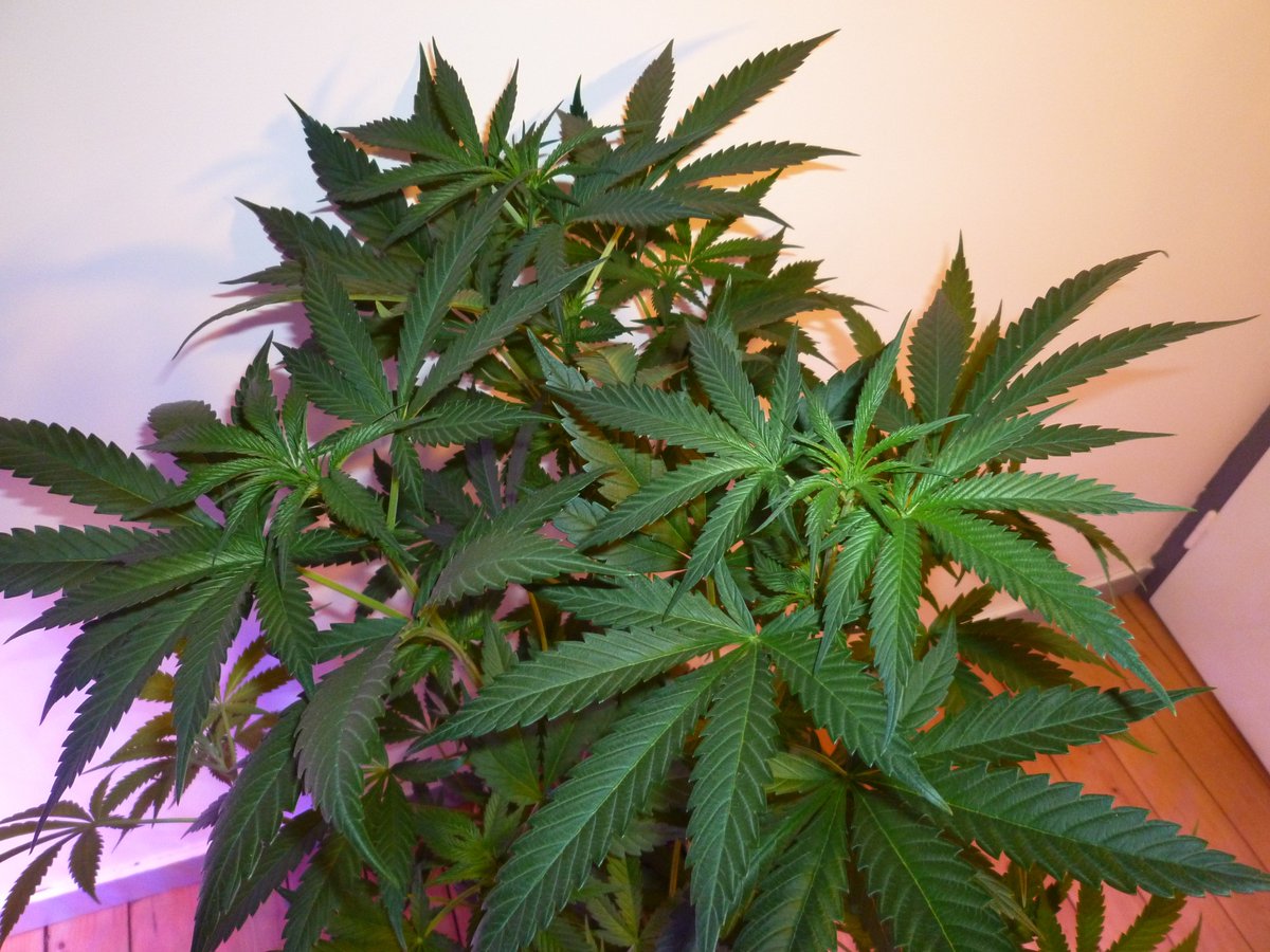 hashtag Twitter on zamnesia hashtag on zamnesia Twitter