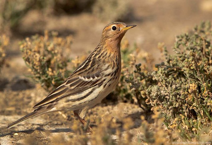 Red-throated Pipit beautiful