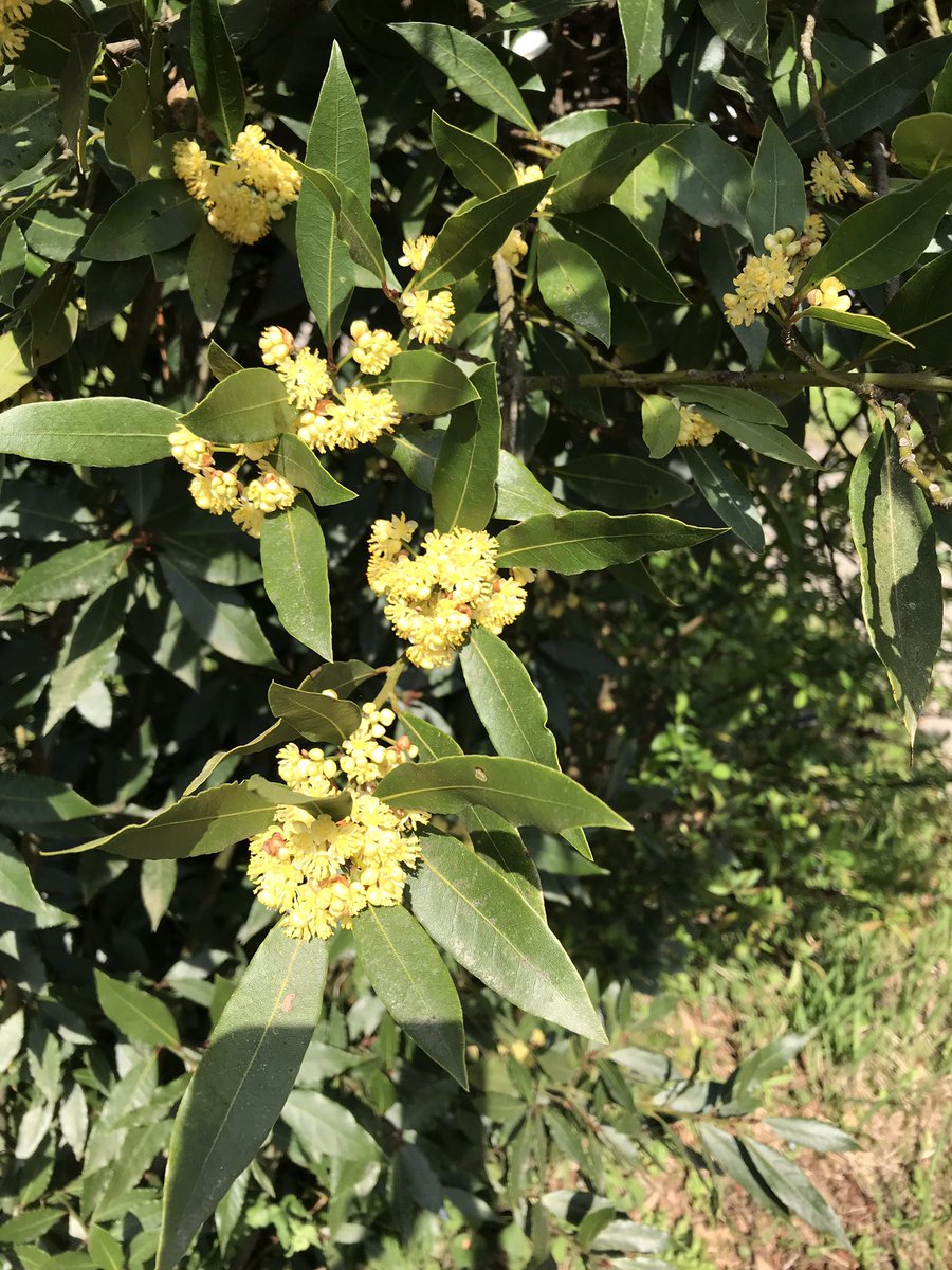 よも Shizuekamei 月桂樹 ローリエ の花 現在満開です ローリエ