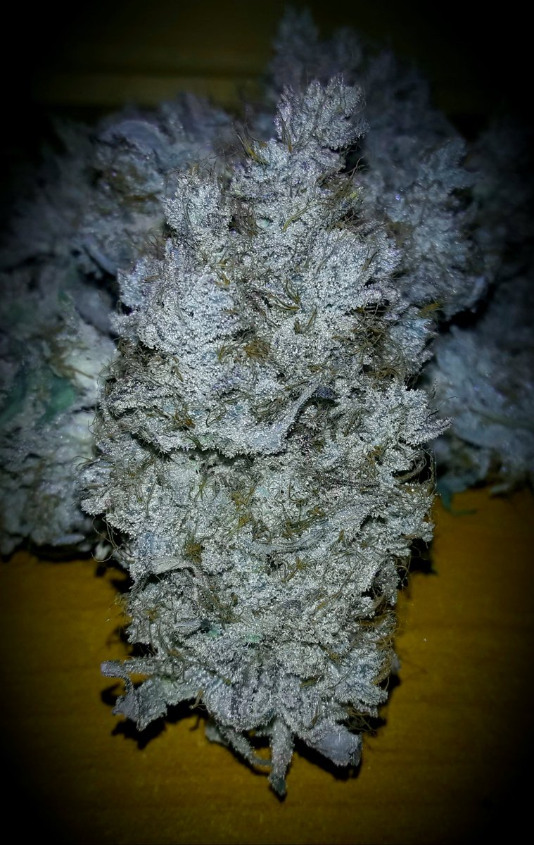 AdrycManellson's tweet photo. Weed Día Verde Mundo.
Mi Hada, la #Crew #AdrycManëllsonTesterTeam,
#CatCrop, @HempCropEs y yo.
Hoy con #MatanusK de @GeaSeeds,
Os Deseamos sea lleno de Alegría, #LosMejoresHumos de #BuenaHierba, @GreenbudSeeds @MavericksSeeds @KannabiaSeeds @rarofarm igual da, Paz, Olas y Semis😎 https://t.co/UOvR9hW55k
