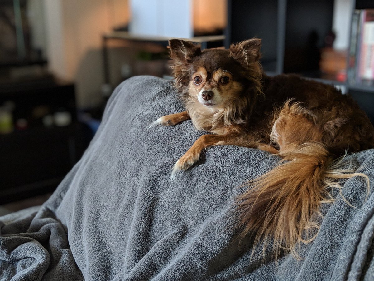 kindofdeadnside's tweet photo. #MyPetsInnerMonologue
'Bitches need stitches.' https://t.co/7tQ9E6fP8a