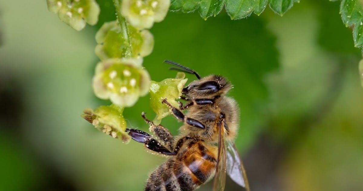 MSOM_Blog4Moms's tweet image. Insect Life Cycles and More #science #homeschool buff.ly/2VOwqlX