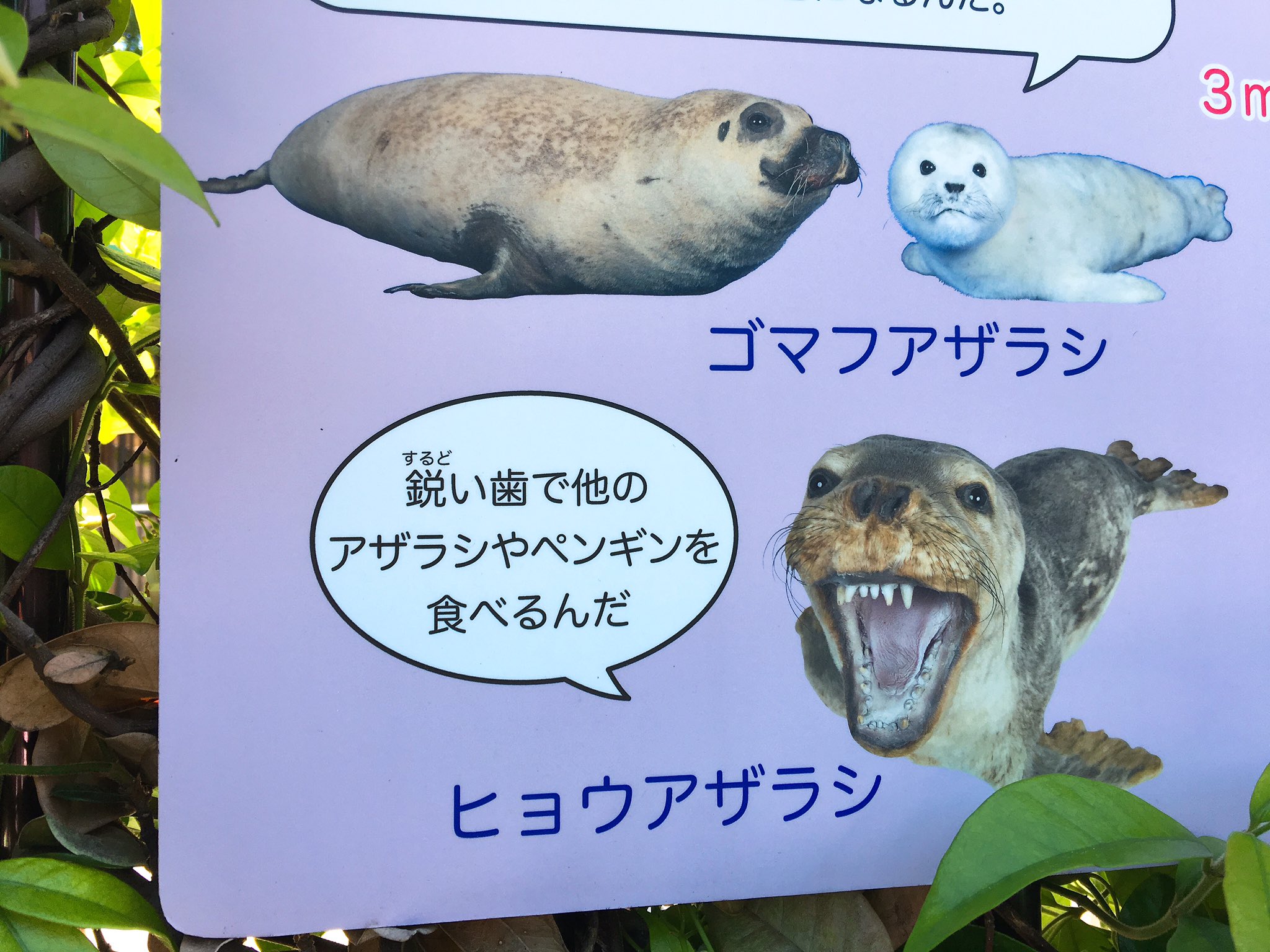 Twitter 上的 黒川侑司 ユアネス 鋭い歯で他のアザラシやペンギンを食べるんだ T Co 5bgqab1jlv Twitter