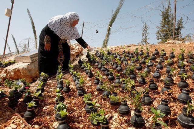A Palestinian woman collects Israeli bombs and plants flowers inside them.