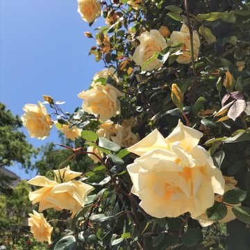 靱公園のバラ